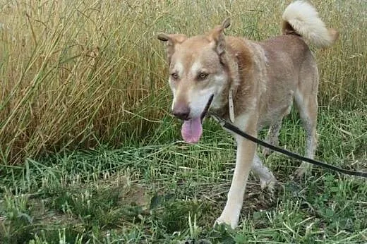 Adoptuj Heroska a pokocha Cię bezgranicznie całym 
