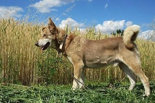 Adoptuj Heroska a pokocha Cię bezgranicznie całym 