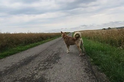 Adoptuj Heroska a pokocha Cię bezgranicznie całym 