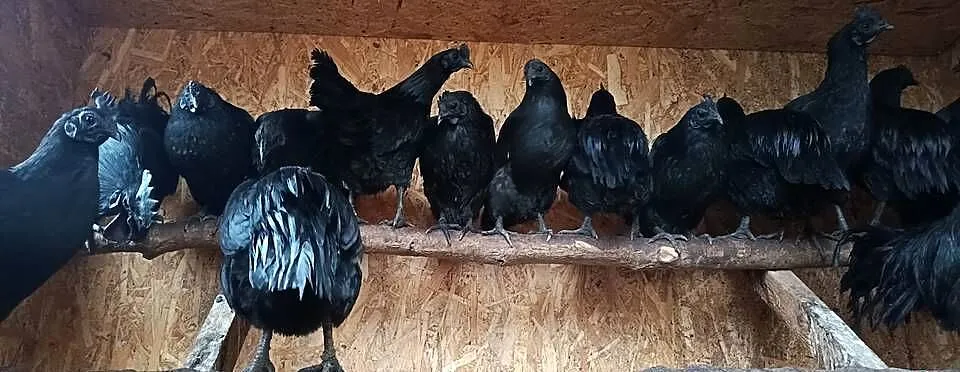 Sprzedam jajka lęgowe - Ayam Cemani., Śląskie, Jastrzębie-Zdrój