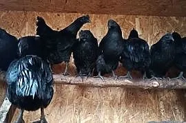 Sprzedam jajka lęgowe - Ayam Cemani.
