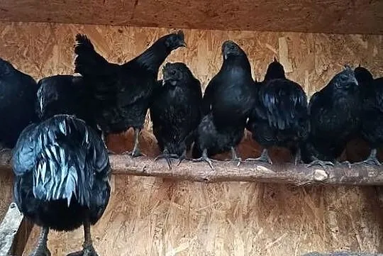 Sprzedam jajka lęgowe - Ayam Cemani., Śląskie, Jastrzębie-Zdrój