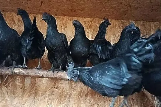 Sprzedam jajka lęgowe - Ayam Cemani., Śląskie, Jastrzębie-Zdrój