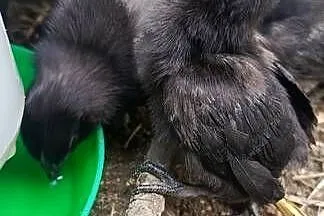 Sprzedam jajka lęgowe - Ayam Cemani., Śląskie, Jastrzębie-Zdrój