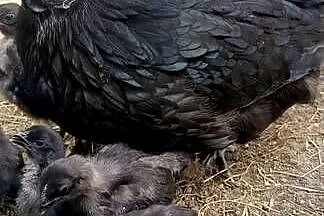 Sprzedam jajka lęgowe - Ayam Cemani., Śląskie, Jastrzębie-Zdrój