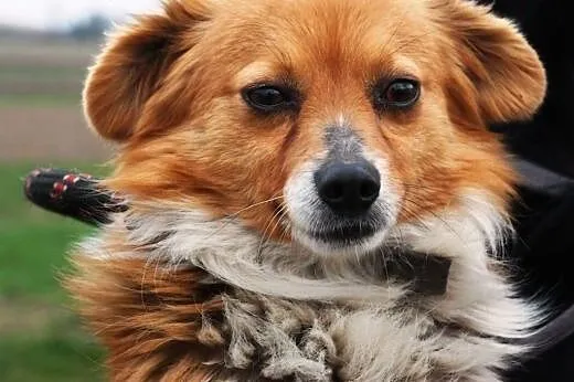 Mieszaniec najlepszych ras - Iksik - cudo do adopcji,  małopolskie Kraków