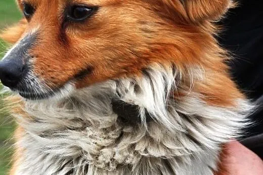 Mieszaniec najlepszych ras - Iksik - cudo do adopc