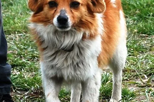 Mieszaniec najlepszych ras - Iksik - cudo do adopc
