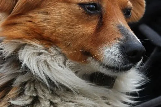 Mieszaniec najlepszych ras - Iksik - cudo do adopc