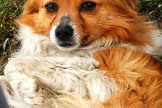 Mieszaniec najlepszych ras - Iksik - cudo do adopc