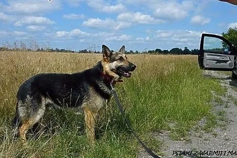 Niechciany i porzucony Grey czeka na odpowiedzialn
