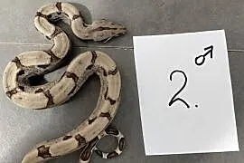 Boa cesarskie hypo samce cb26