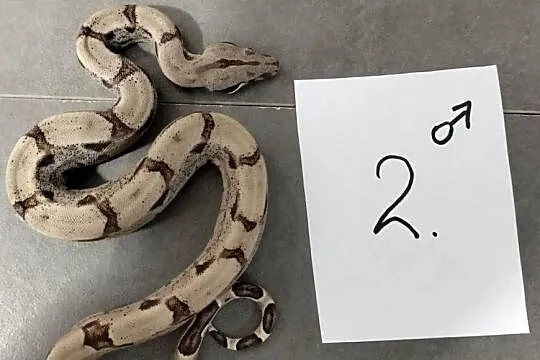 Boa cesarskie hypo samce cb26, Śląskie, Połomia