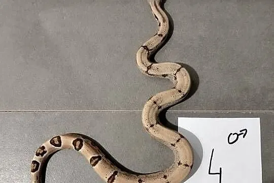 Boa cesarskie hypo samce cb26, Śląskie, Połomia