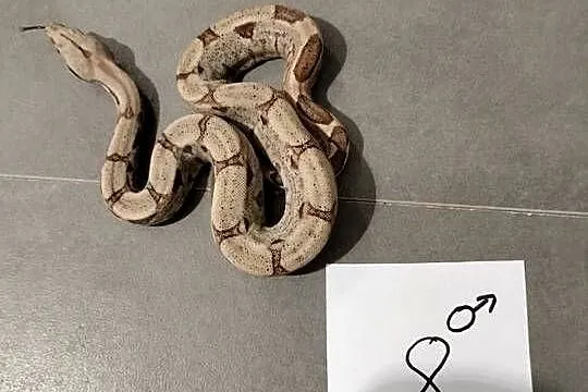 Boa cesarskie hypo samce cb26, Śląskie, Połomia