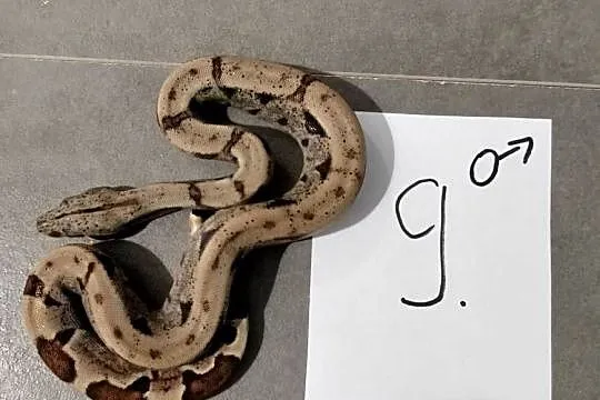 Boa cesarskie hypo samce cb26, Śląskie, Połomia