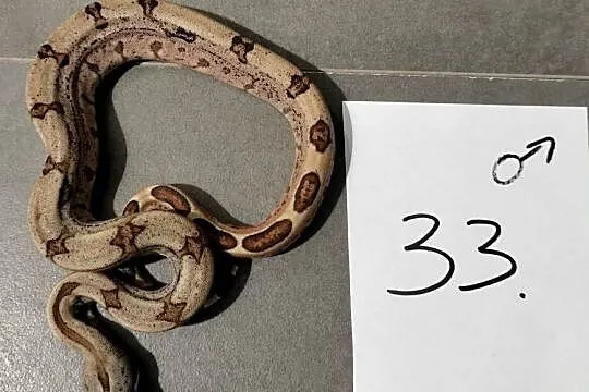 Boa cesarskie hypo samce cb26, Śląskie, Połomia