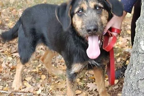 Cezar roczny piesek czeka w schronisku na kochając