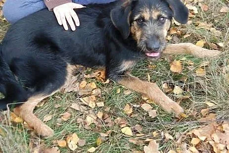 Cezar roczny piesek czeka w schronisku na kochając