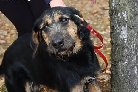 Cezar roczny piesek czeka w schronisku na kochając