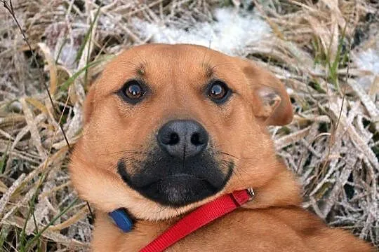 Fadro - anioł, nie pies! :)