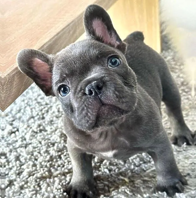 buldog francuski, Lubelskie, Lorcin