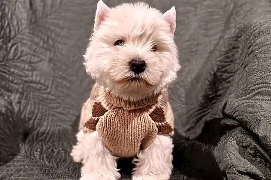Wzorcowe mega gęsty włos Westy Westie West hignland white terrier