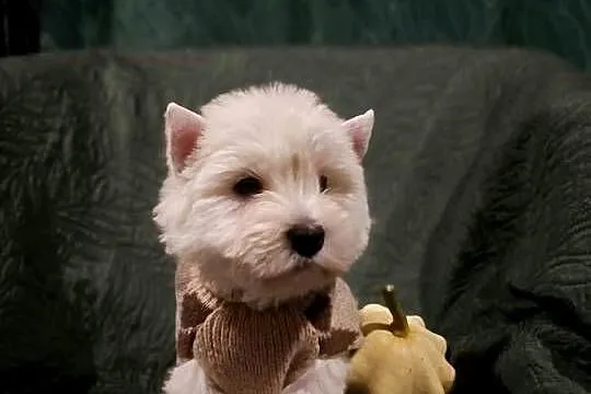 Wzorcowe mega gęsty włos Westy Westie West hignland white terrier, Opolskie, Krapkowice