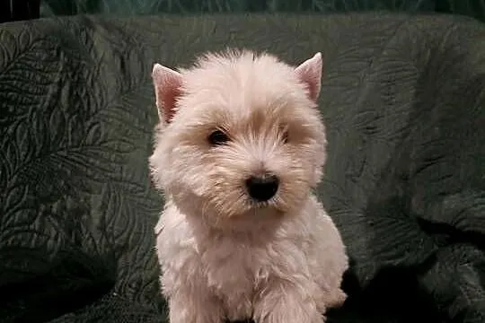 Wzorcowe mega gęsty włos Westy Westie West hignland white terrier, Opolskie, Krapkowice