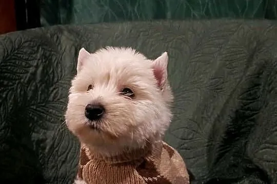 Wzorcowe mega gęsty włos Westy Westie West hignland white terrier, Opolskie, Krapkowice