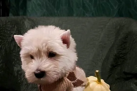 Wzorcowe mega gęsty włos Westy Westie West hignland white terrier, Opolskie, Krapkowice