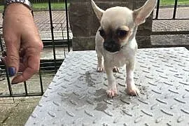 Miniaturowy szczeniak Chihuahua, Gdańsk
