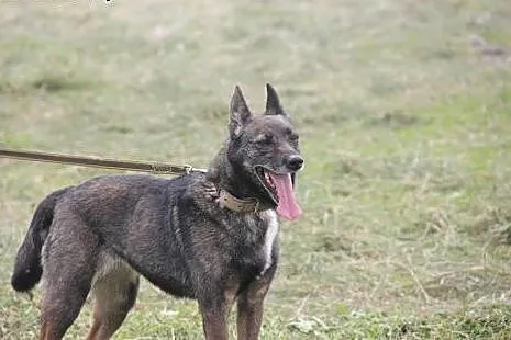 Bezproblemowa, cudowna Nera szuka domu!,  Kundelki