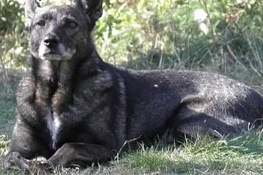 Bezproblemowa, cudowna Nera szuka domu!,  Kundelki