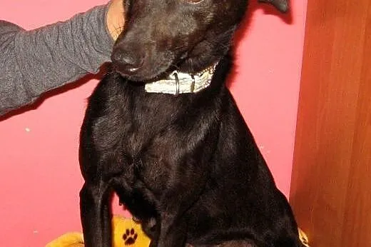 Kaja-czarna piękność,adopcja!!,  świętokrzyskie Kielce