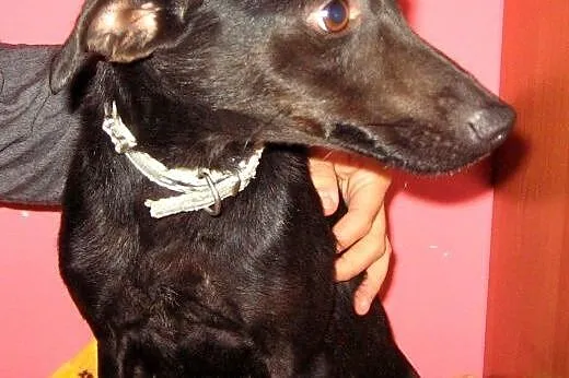 Kaja-czarna piękność,adopcja!!,  świętokrzyskie Ki