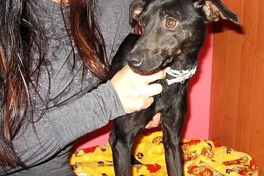 Kaja-czarna piękność,adopcja!!,  świętokrzyskie Ki