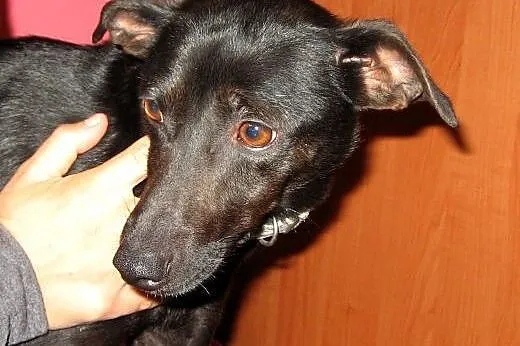 Kaja-czarna piękność,adopcja!!,  świętokrzyskie Ki