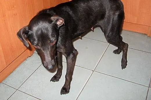 Kaja-czarna piękność,adopcja!!,  świętokrzyskie Ki