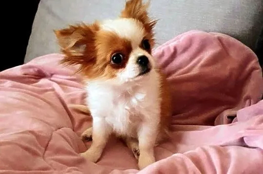 Malutki piesek chihuahua