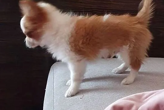 Malutki piesek chihuahua, Lubelskie, Lublin