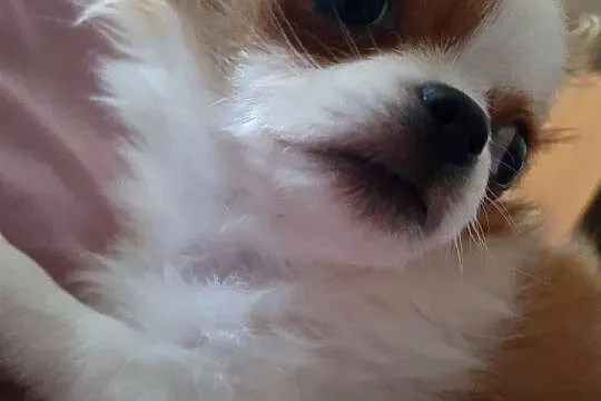 Malutki piesek chihuahua, Lubelskie, Lublin