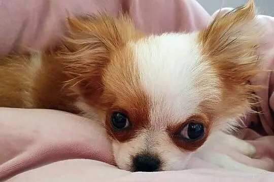 Malutki piesek chihuahua, Lubelskie, Lublin