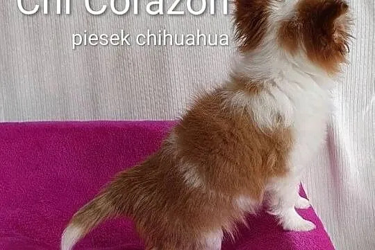 Malutki piesek chihuahua, Lubelskie, Lublin