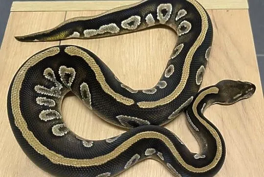 Pyton królewski Mahogany Mojave Rabat (patrz opis)