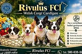 Welsh Corgi Cardigan piękne szczenięta po Champion ach, badania genetyczne