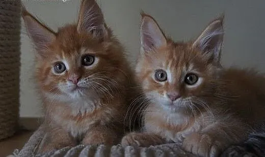 Kocięta Maine Coon - OGROMNE, podkarpackie Boguch