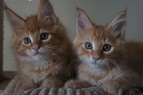 Kocięta Maine Coon - OGROMNE,  podkarpackie Boguch