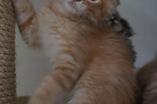 Kocięta Maine Coon - OGROMNE,  podkarpackie Boguch