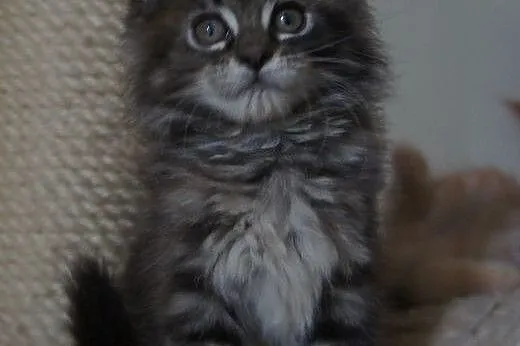 Kocięta Maine Coon - OGROMNE,  podkarpackie Boguch